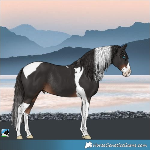 Horse Color:Liver Chestnut Splash Tobiano Rabicano 