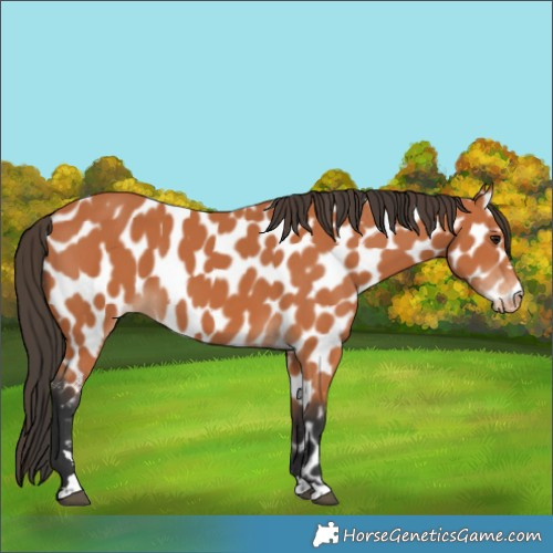 Horse Color:Bay Appaloosa 