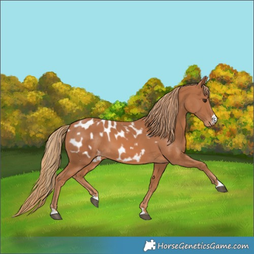 Horse Color:Chestnut Appaloosa