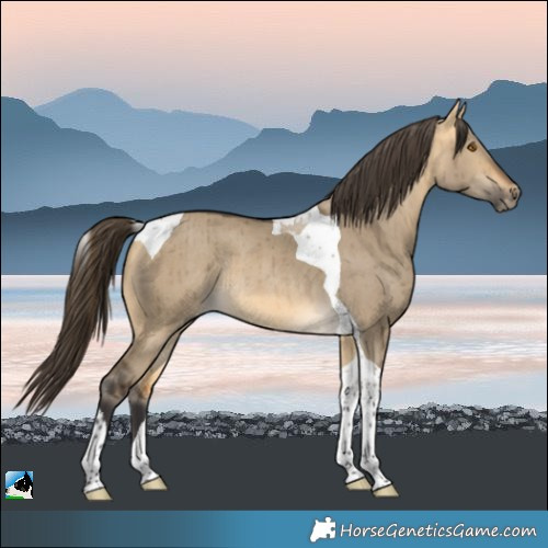 Horse Color:Buckskin Dun Tobiano Rabicano Brindle 