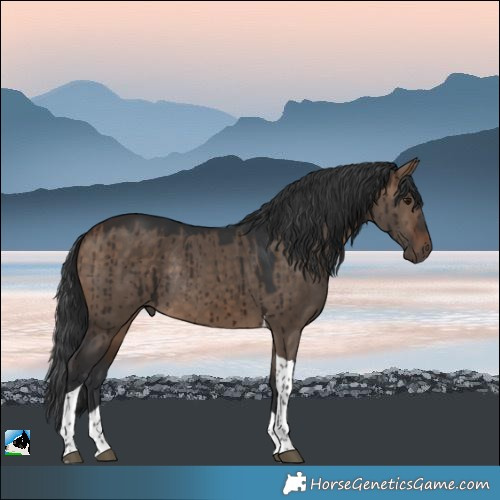 Horse Color:Bay Dun Tobiano Rabicano Brindle 