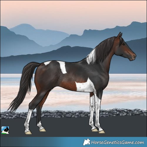 Horse Color:Brown Tobiano Rabicano 