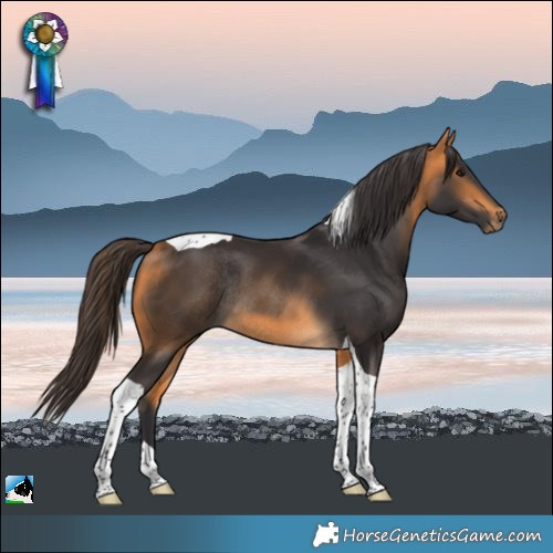 Horse Color:Buckskin Tobiano Rabicano 