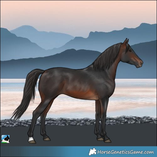 Horse Color:Brown 