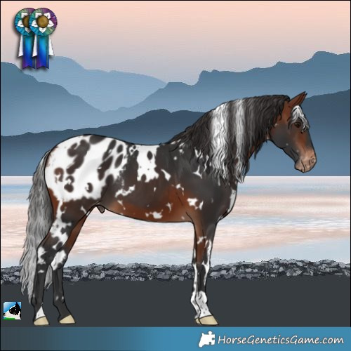 Horse Color:White Spotted Bay Appaloosa 
