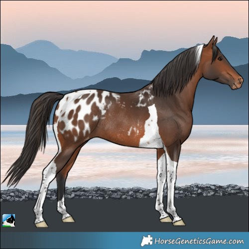 Horse Color:Bay Tobiano Blanket Rabicano