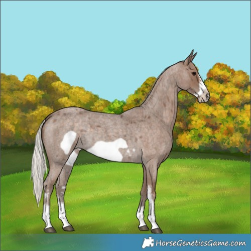 Horse Color:Silver Blue Roan Sabino Frame 
