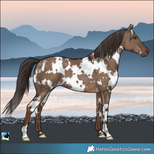 Horse Color:White Spotted Liver Red Dun 