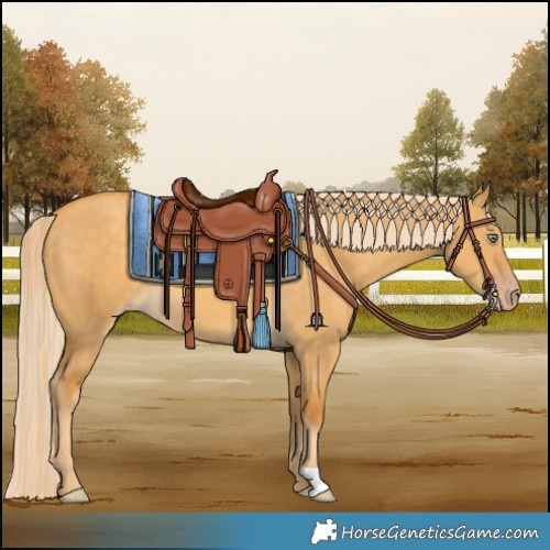 Horse Color:Gold Cream Champagne Dun 