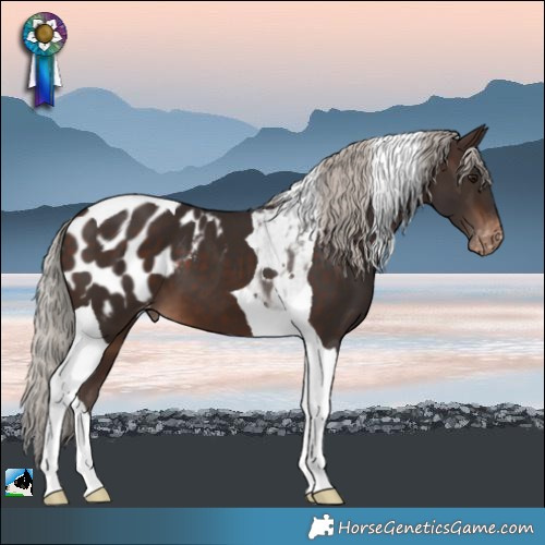 Horse Color:Silver Bay Tobiano Appaloosa 