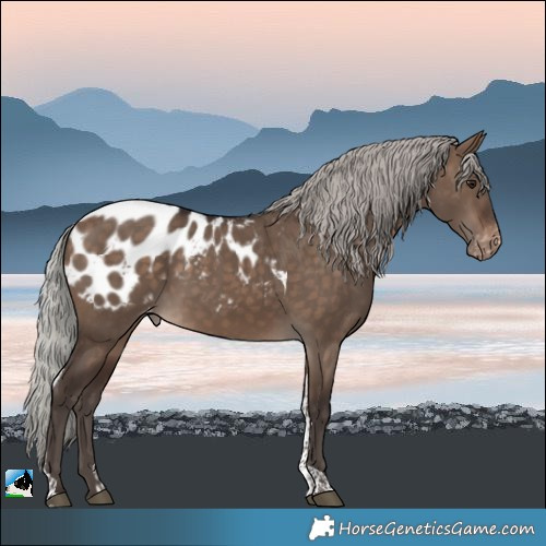 Horse Color:Silver Brown Dun Tobiano Appaloosa 