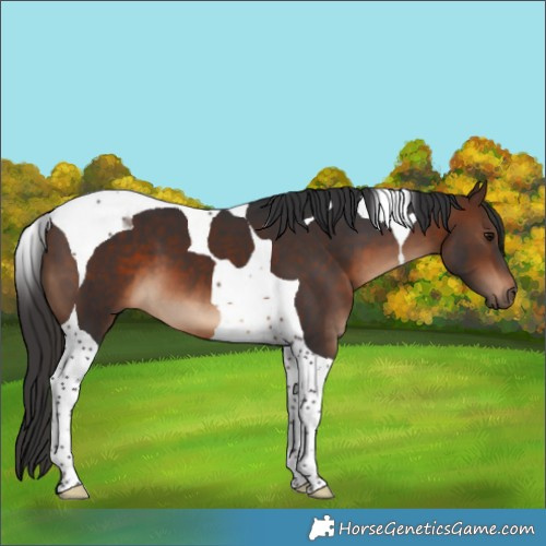 Horse Color:Brown Tobiano