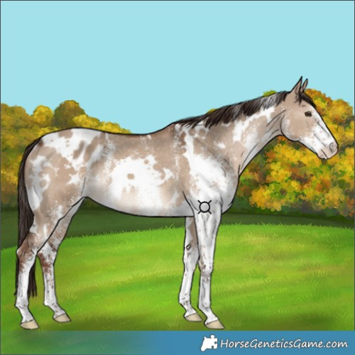 Horse Color:White Spotted Liver Red Dun Appaloosa Rabicano