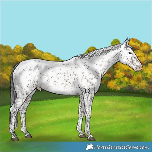 Horse Color:Brown Dun Sabino Appaloosa Rabicano 