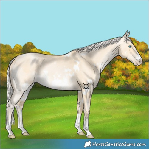 Horse Color:White Spotted Silver Brown Snowdrop Dun Sabino Rabicano