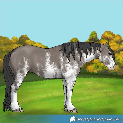 Horse Color:White Spotted Grullo