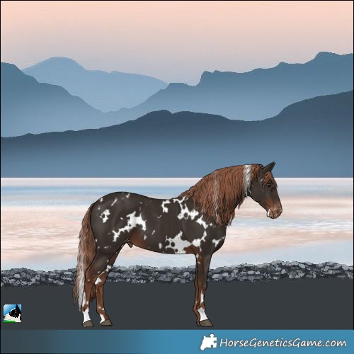 Horse Color:White Spotted Liver Chestnut Appaloosa