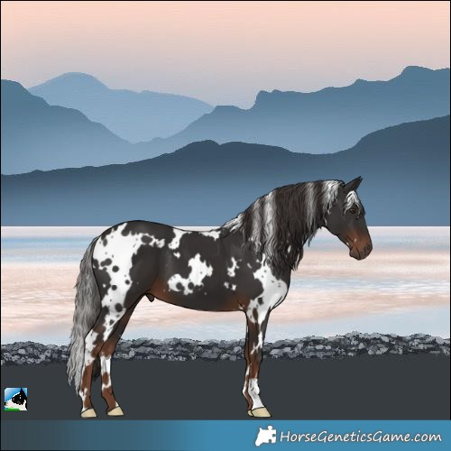 Horse Color:White Spotted Liver Chestnut 