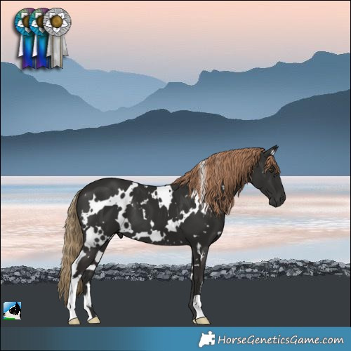 Horse Color:White Spotted Liver Chestnut 