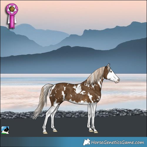 Horse Color:White Spotted Chocolate Palomino Splash 