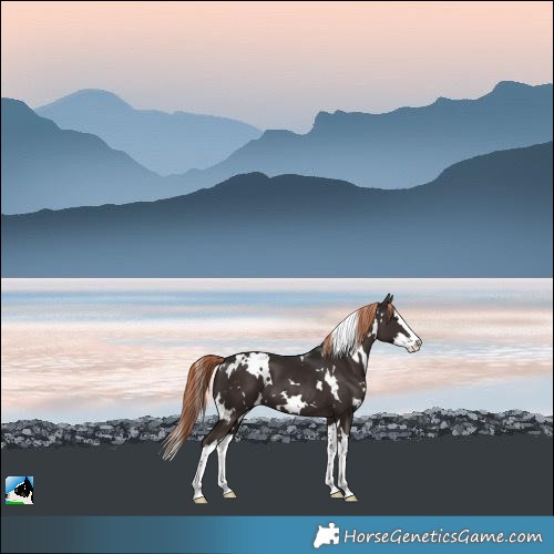 Horse Color:White Spotted Liver Chestnut Splash 