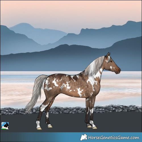 Horse Color:White Spotted Silver Bay Dun 