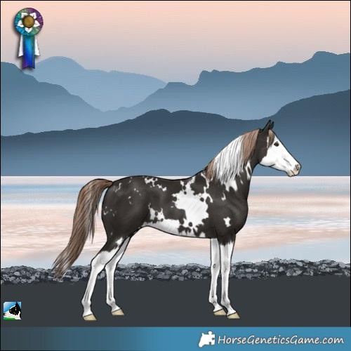 Horse Color:White Spotted Liver Chestnut Splash 