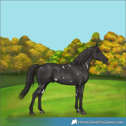 Horse Color:White Spotted Smoky Black Rabicano