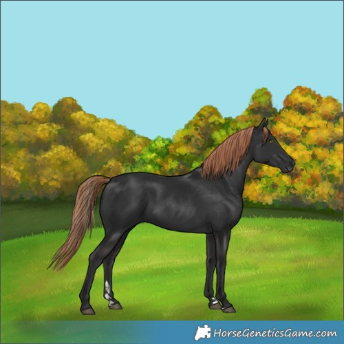 Horse Color:Gray Liver Chestnut Rabicano 
