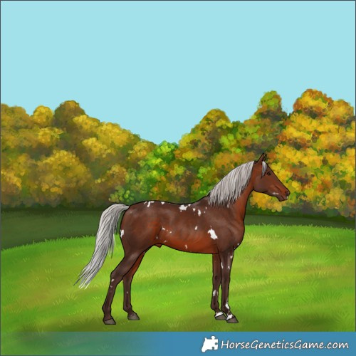 Horse Color:White Spotted Silver Brown Rabicano