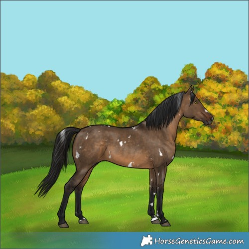 Horse Color:Gray White Spotted Bay Dun Rabicano 