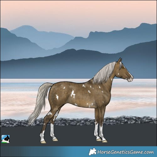 Horse Color:White Spotted Silver Buckskin Dun Splash Rabicano Brindle