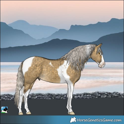 Horse Color:Silver Buckskin Dun Splash Tobiano Brindle 