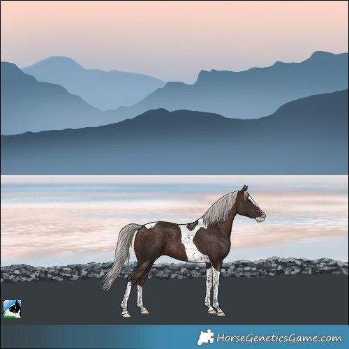 Horse Color:Silver Bay Splash Tobiano