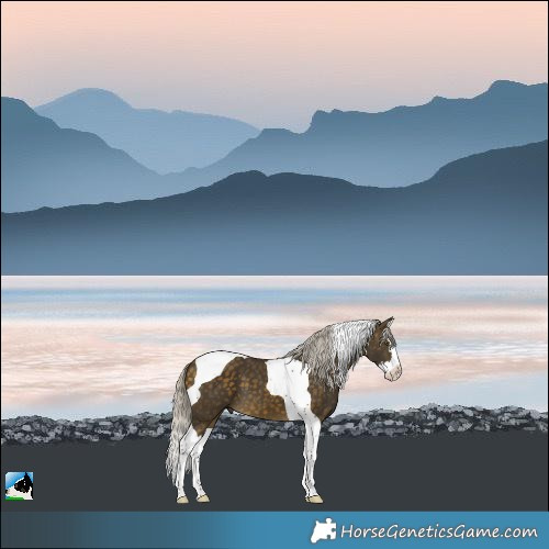 Horse Color:Silver Buckskin Splash Tobiano 