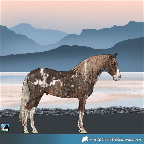 Horse Color:White Spotted Chestnut Splash and White Spotted Liver Chestnut Splash Rabicano