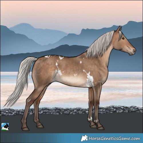 Horse Color:White Spotted Silver Brown Dun Rabicano 