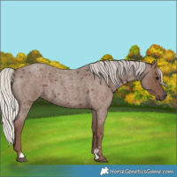 Horse Color:Silver Blue Roan Sabino