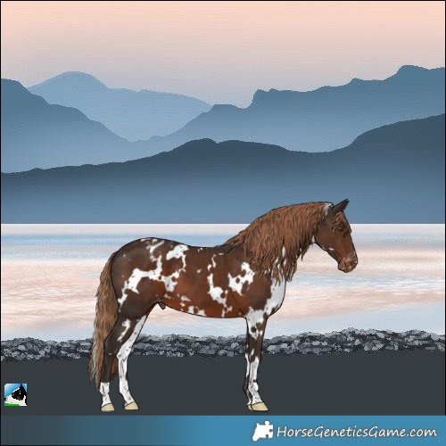 Horse Color:White Spotted Liver Chestnut Appaloosa 