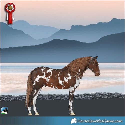 Horse Color:White Spotted Liver Chestnut Blanket