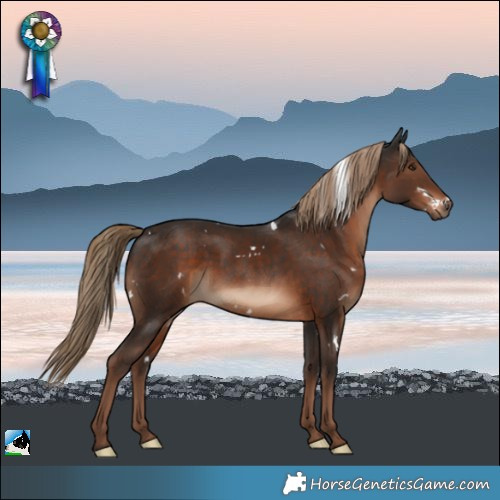 Horse Color:White Spotted Liver Chestnut