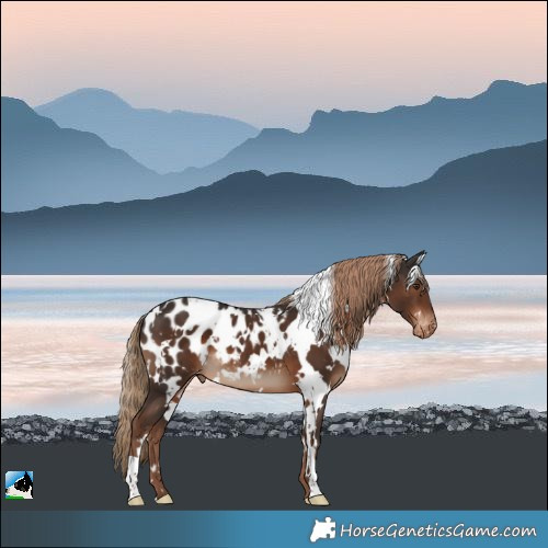Horse Color:White Spotted Liver Chestnut Appaloosa 