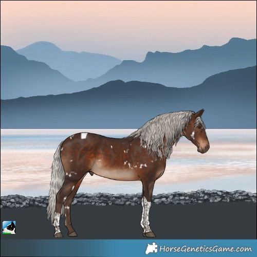 Horse Color:White Spotted Silver Bay Tobiano