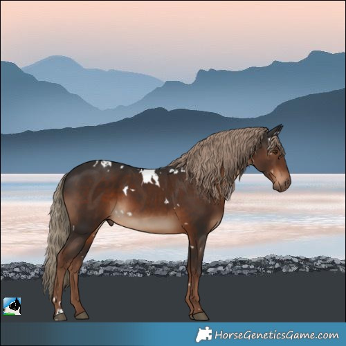 Horse Color:White Spotted Liver Chestnut