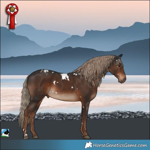 Horse Color:White Spotted Liver Chestnut