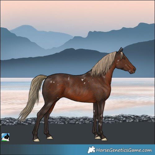 Horse Color:White Spotted Liver Chestnut