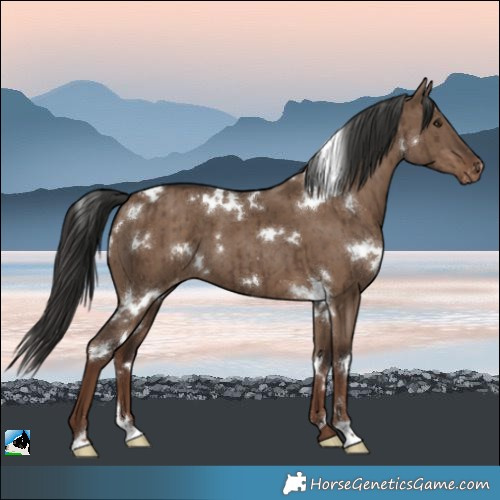 Horse Color:White Spotted Liver Red Dun Varnish Brindle
