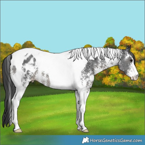 Horse Color:Black Sabino Tobiano Blanket 