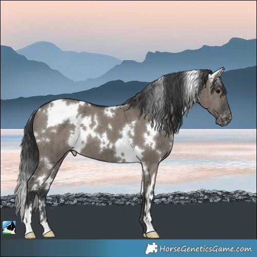 Horse Color:White Spotted Grullo Appaloosa Brindle