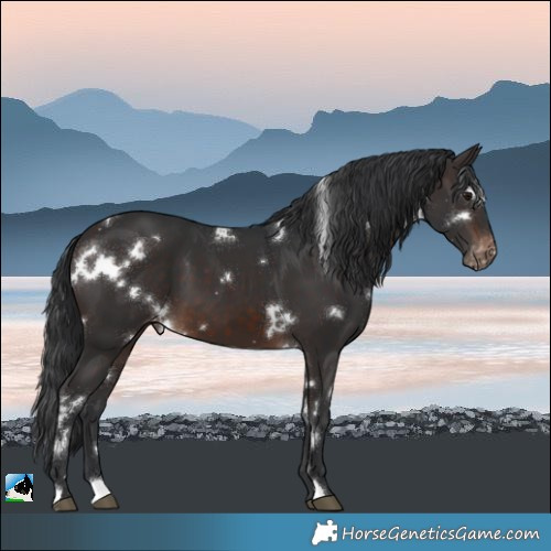 Horse Color:White Spotted Brown Appaloosa